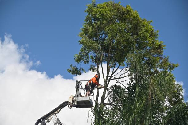 Best Tree Cabling and Bracing  in Montrose, CO